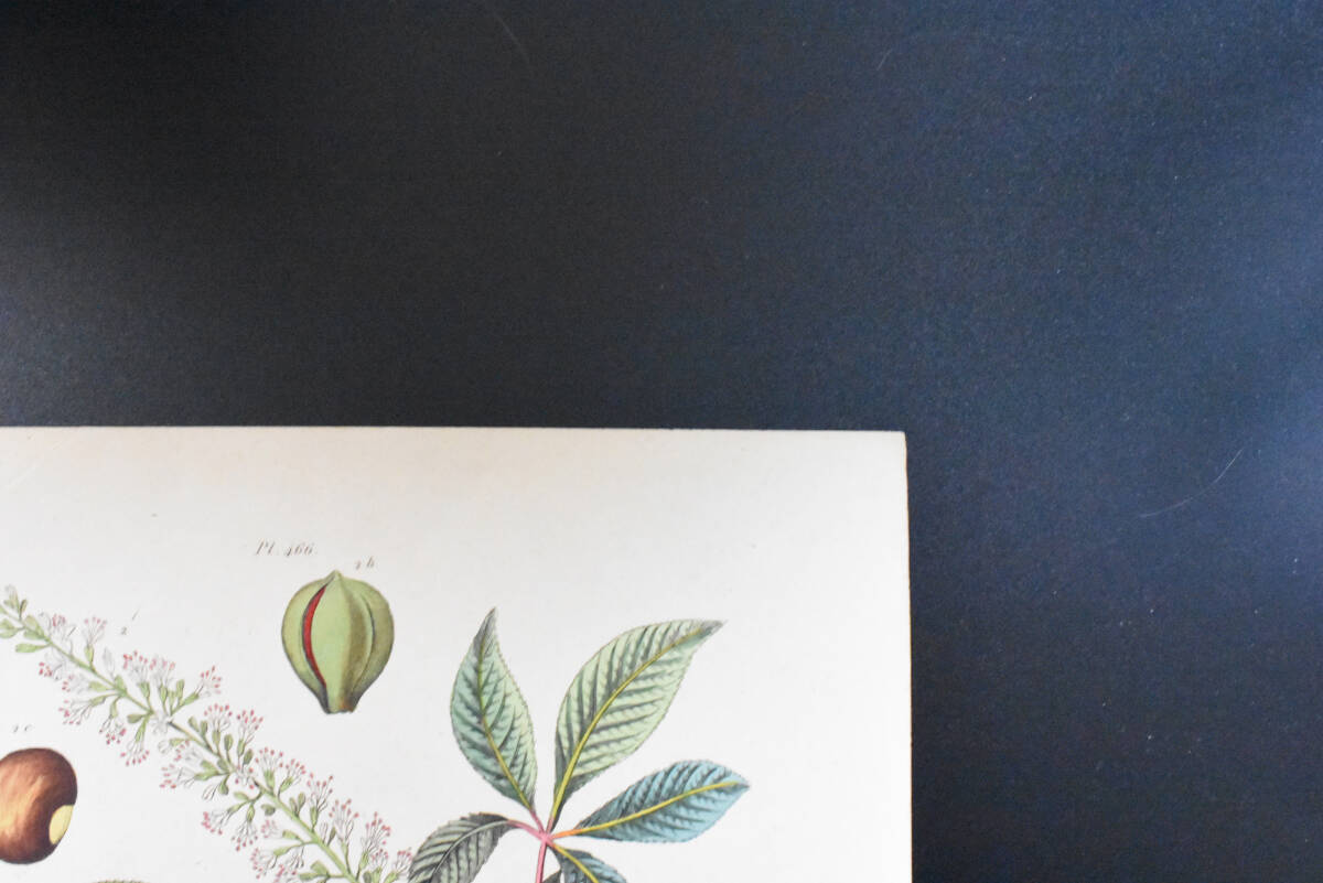 フランスアンティーク　植物画・ 博物画 『鳥類　Pauxi』 多色刷り銅版画_画像4