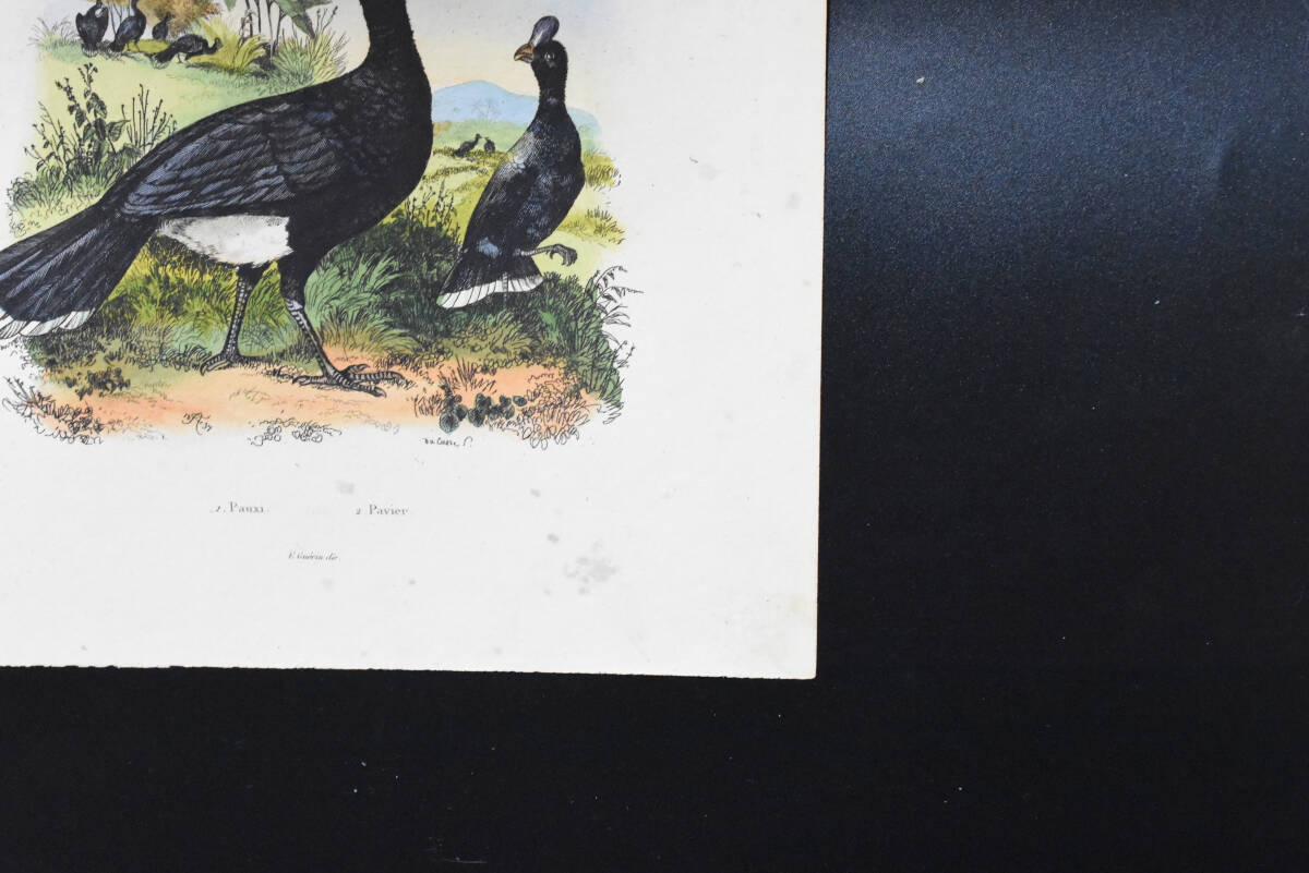 フランスアンティーク　植物画・ 博物画 『鳥類　Pauxi』 多色刷り銅版画_画像6