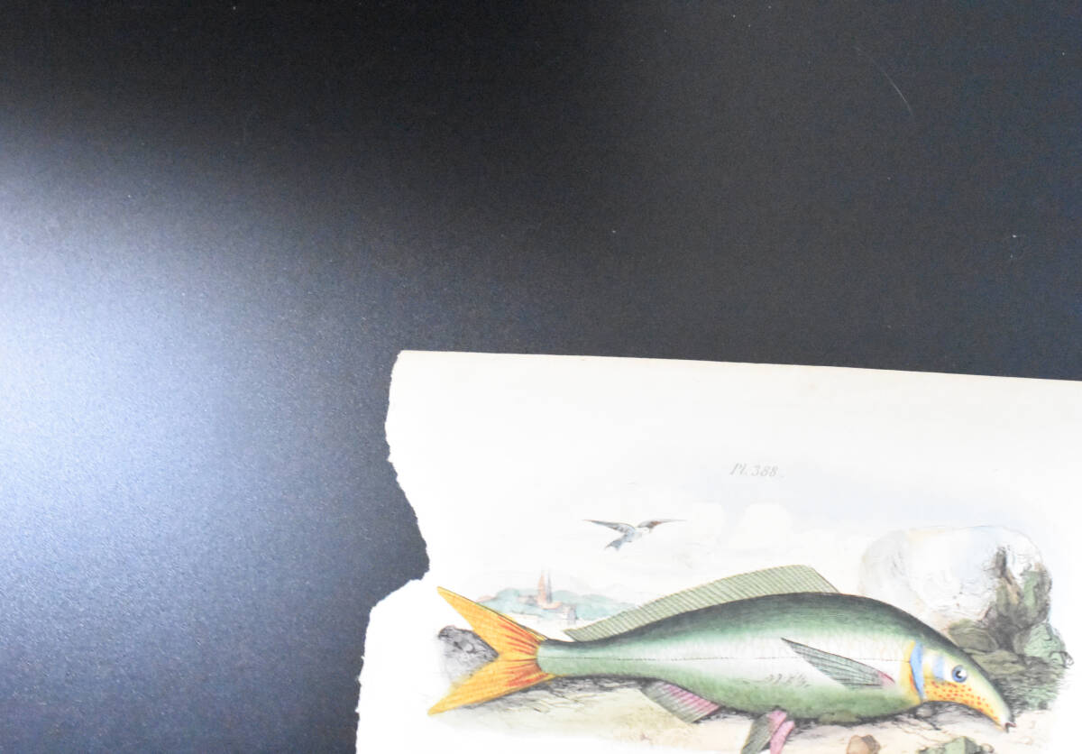 フランスアンティーク　植物画・ 博物画 『魚類・昆虫　Morille　』 多色刷り銅版画_画像3