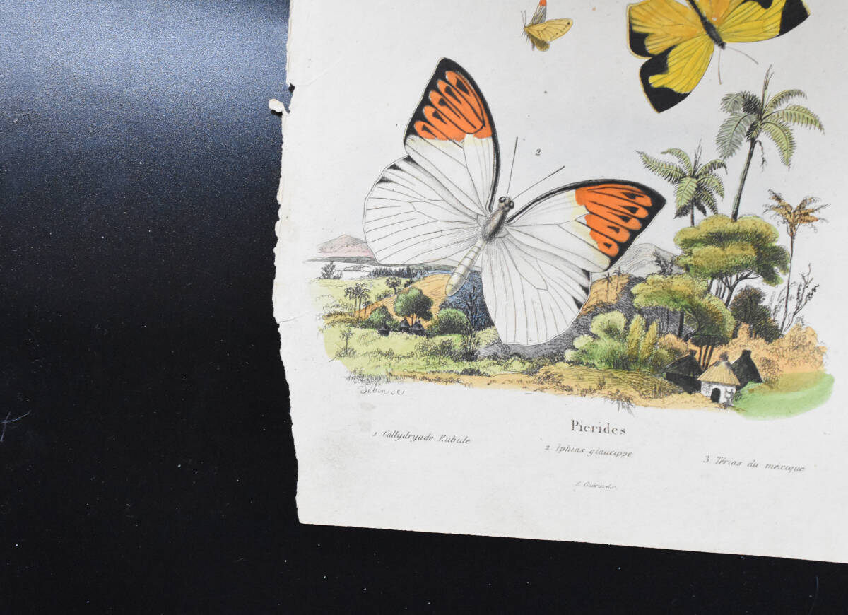 フランスアンティーク 博物画 『昆虫　蝶　Pirides３』 多色刷り銅版画_画像5