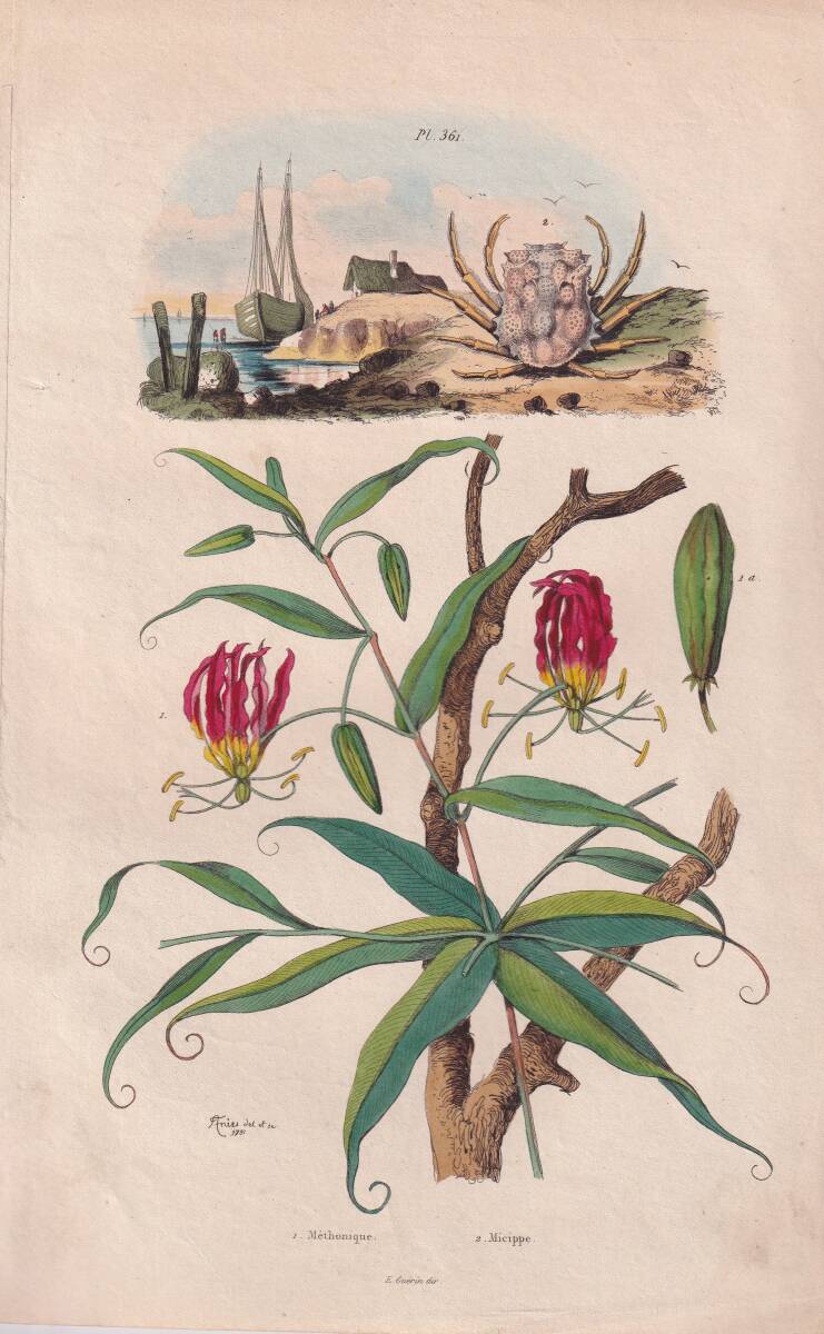 フランスアンティーク 博物画 植物画『Methoniqye』 多色刷り銅版画_画像1