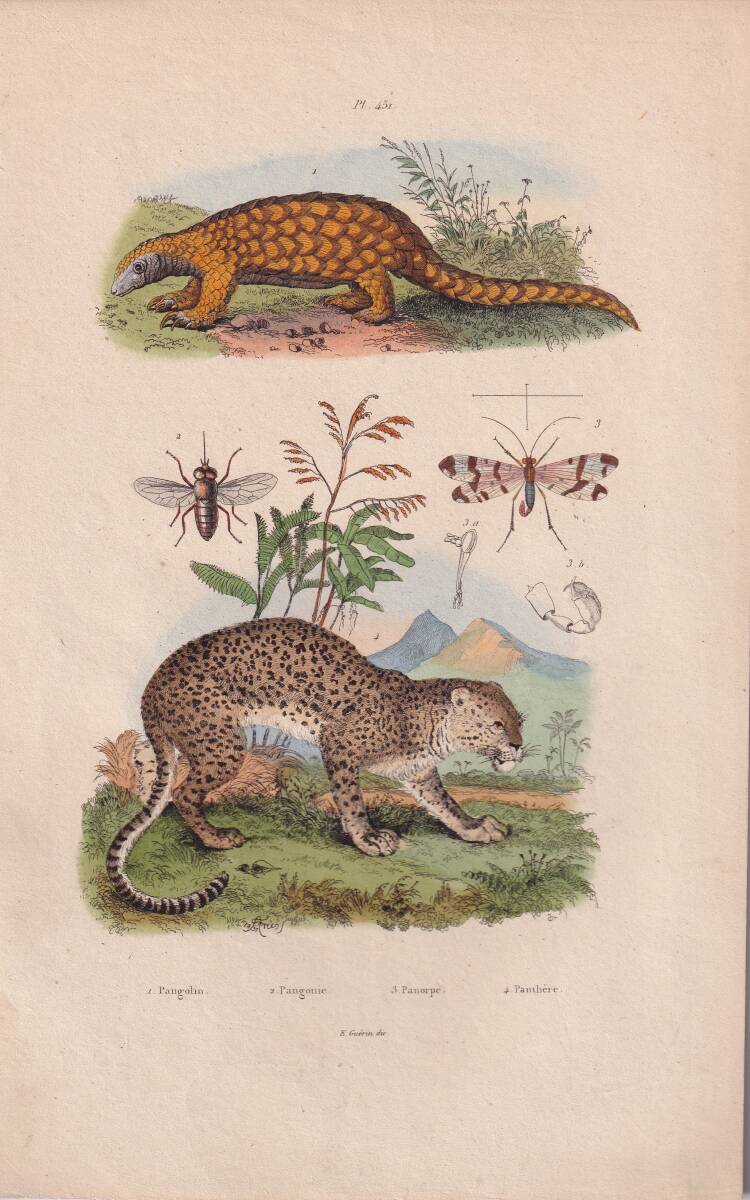 フランスアンティーク 博物画 『哺乳類　昆虫　Pengolin　Panthere』 多色刷り銅版画
