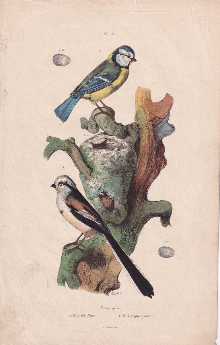 フランスアンティーク　植物画・ 博物画 『鳥類　Mesanges　』 多色刷り銅版画_画像1