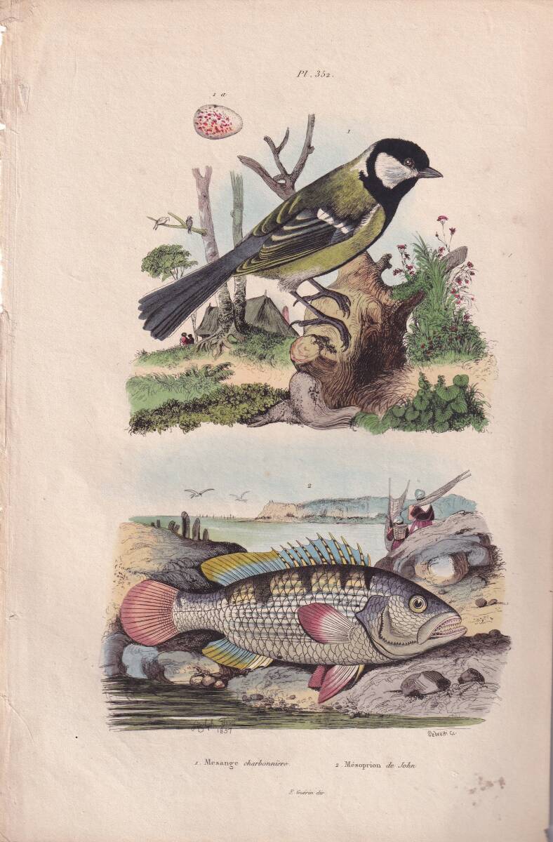 フランスアンティーク 博物画 『鳥類・魚類　Mesange　charbonnere』 多色刷り銅版画_画像1