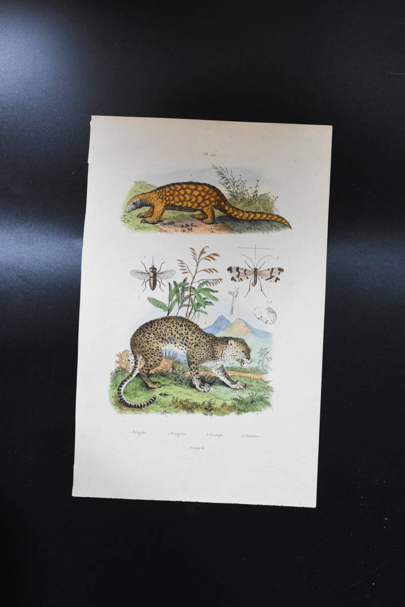 フランスアンティーク 博物画 『哺乳類　昆虫　Pengolin　Panthere』 多色刷り銅版画