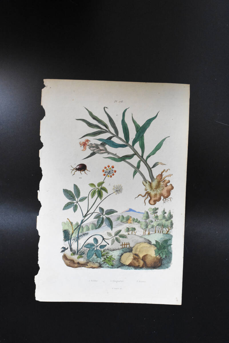 フランスアンティーク 博物画 植物画　風景『Gingernbre』 多色刷り銅版画_画像2