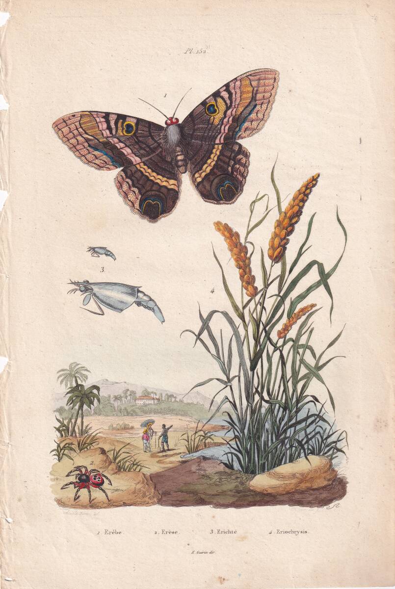 フランスアンティーク　植物画・ 博物画 『昆虫　蝶　Erebe　　』 多色刷り銅版画_画像1