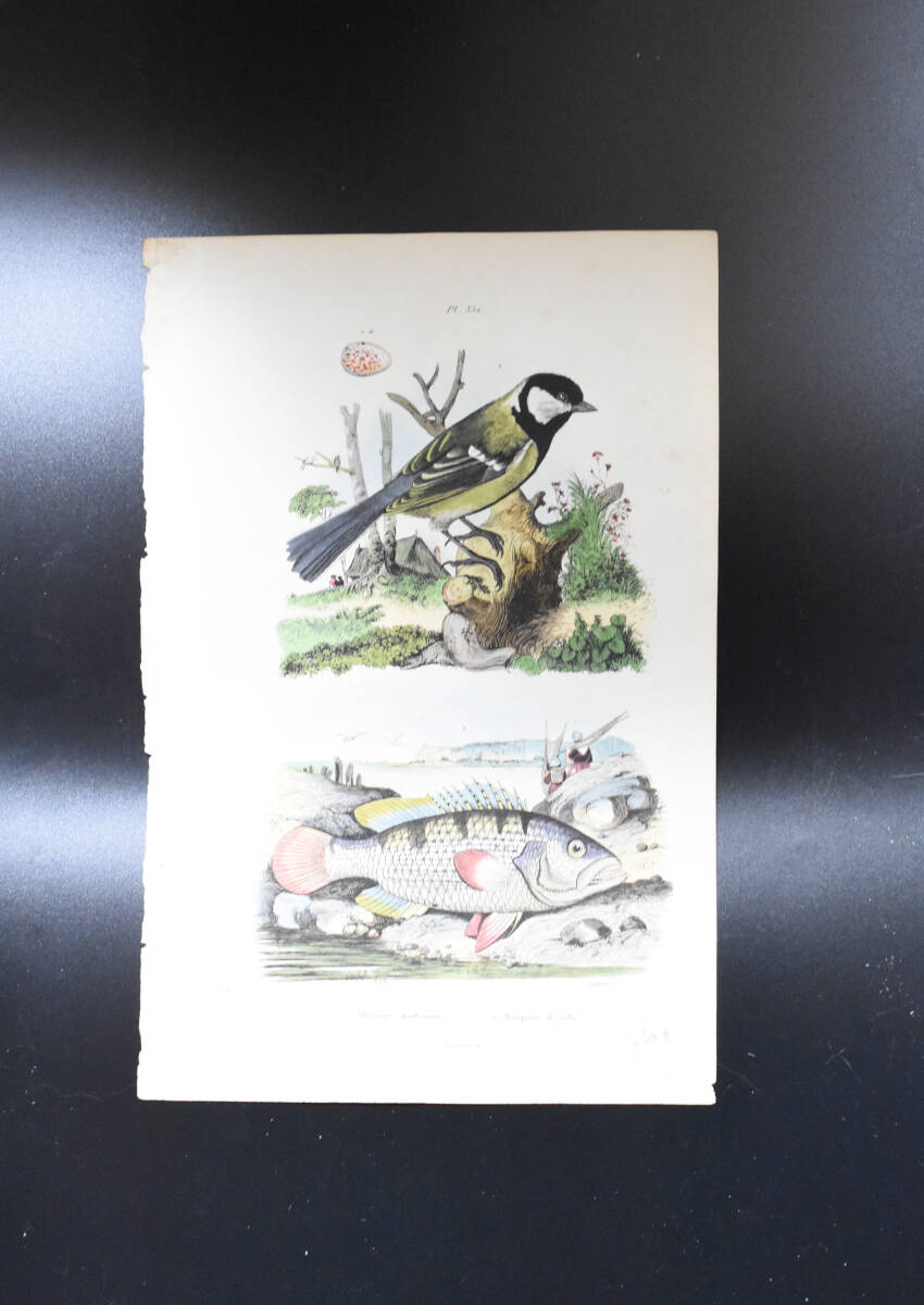 フランスアンティーク 博物画 『鳥類・魚類　Mesange　charbonnere』 多色刷り銅版画_画像2