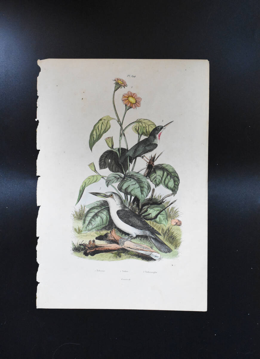 フランスアンティーク　植物画・ 博物画 『鳥類　植物　Todiramphe』 多色刷り銅版画_画像2