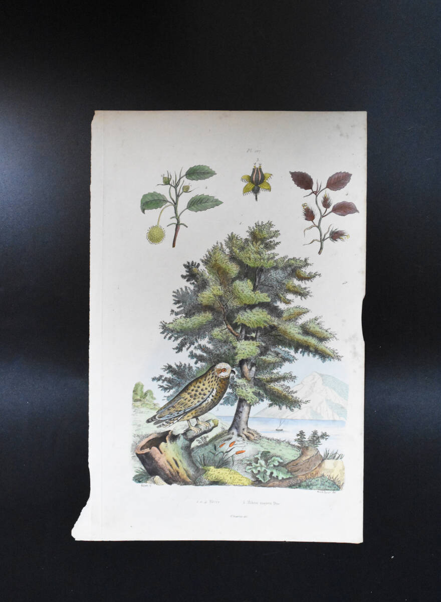 フランスアンティーク　植物画・ 博物画 『鳥類　HiboumoyenDur』 多色刷り銅版画_画像2