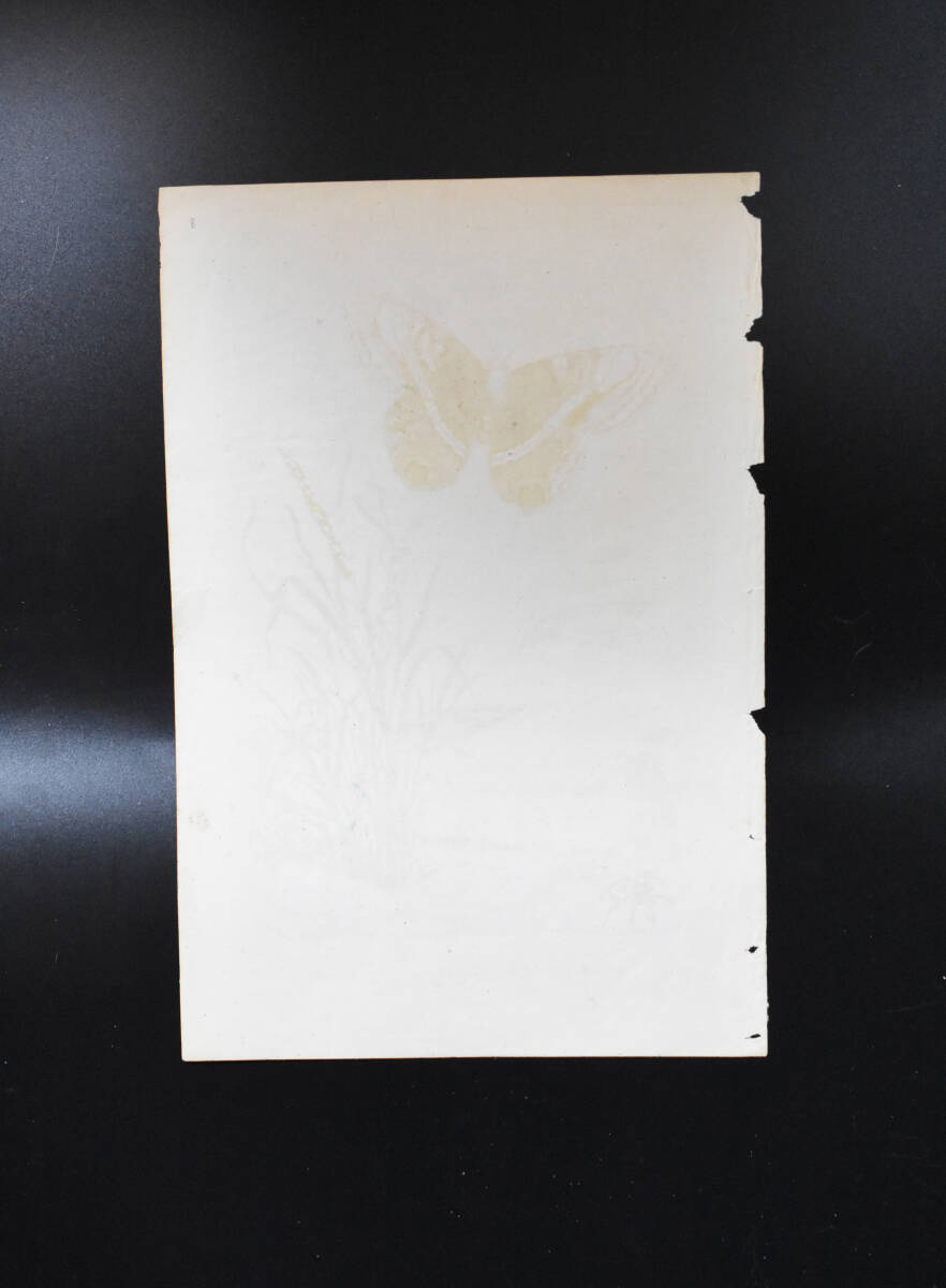 フランスアンティーク　植物画・ 博物画 『昆虫　蝶　Erebe　　』 多色刷り銅版画_画像7