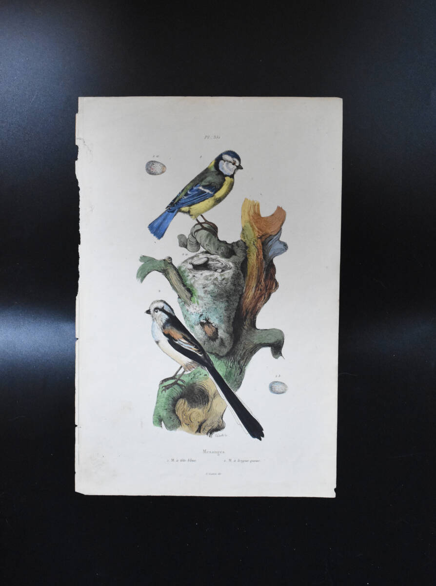 フランスアンティーク　植物画・ 博物画 『鳥類　Mesanges　』 多色刷り銅版画_画像2