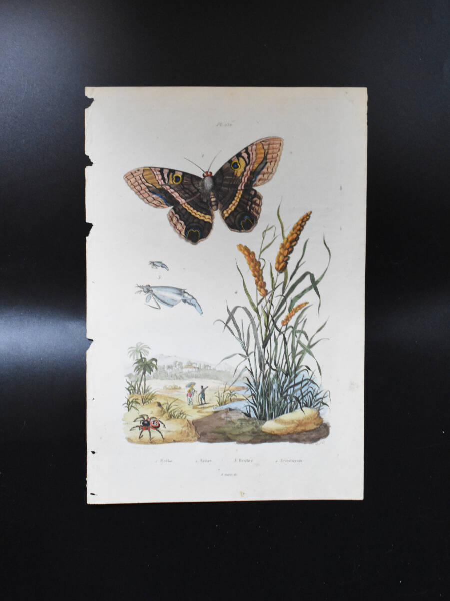 フランスアンティーク　植物画・ 博物画 『昆虫　蝶　Erebe　　』 多色刷り銅版画_画像2