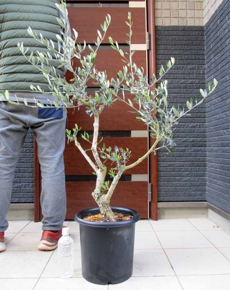 [ reality goods ] Old olive olive old tree goods kind name : Rucka 8 number [ bonsai ]2W number 