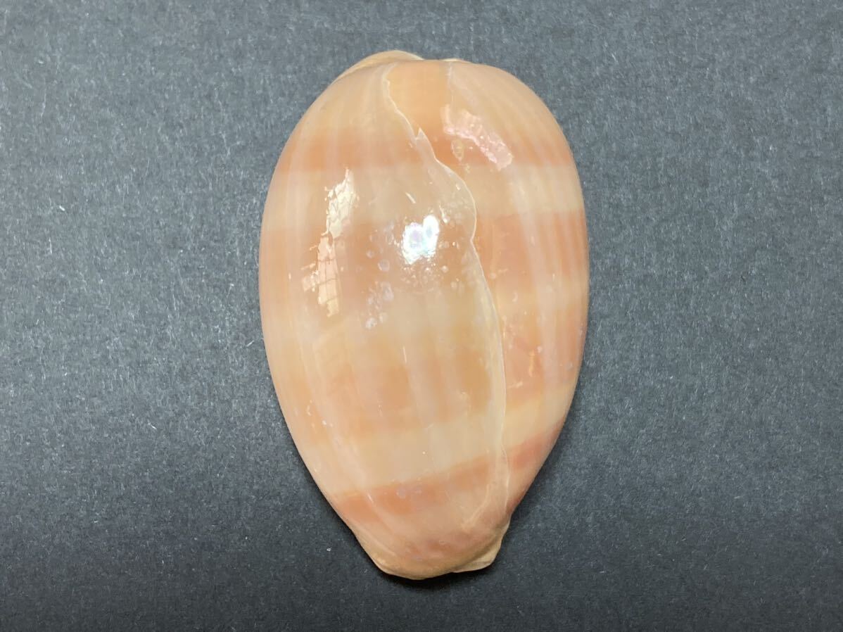 クチムラサキダカラ 特大 宝貝 タカラガイ 貝 貝殻 標本 コレクションの画像1