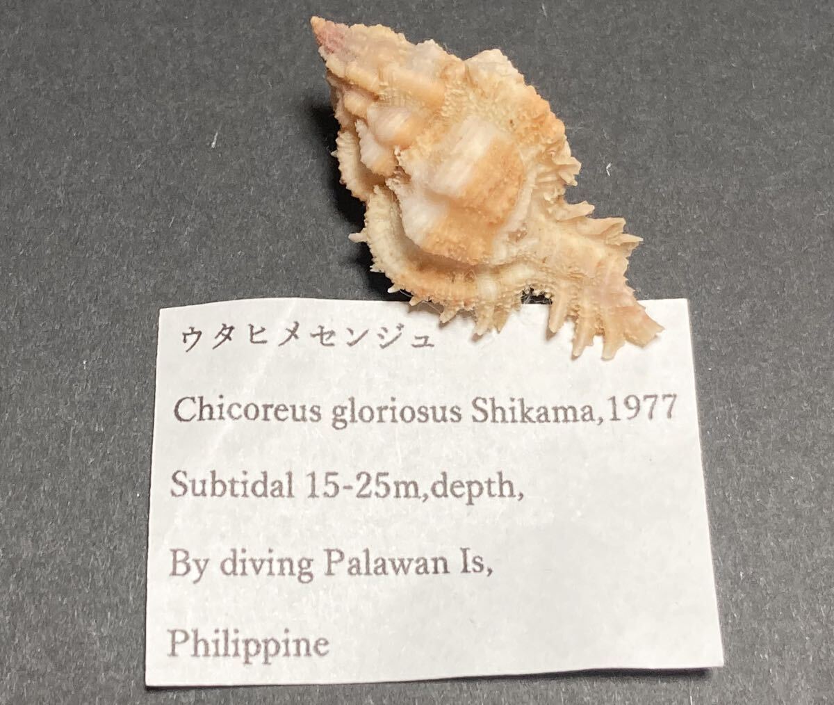 ウタヒメセンジュ（美）w/o タカラガイ 宝貝 貝 標本 貝殻 コレクションの画像4