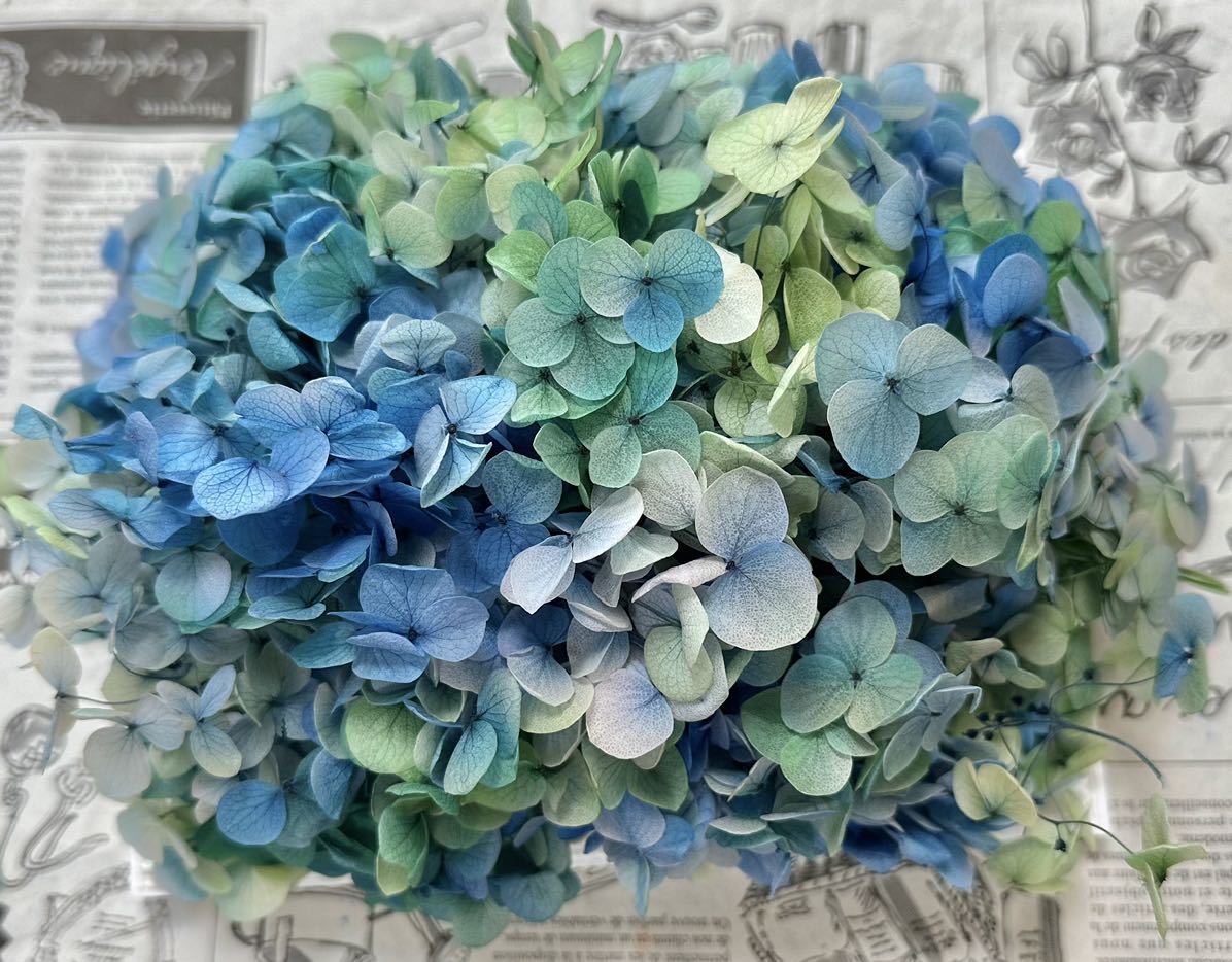  preserved flower hole bell hydrangea 20g rom and rear (before and after) blue green Mix 