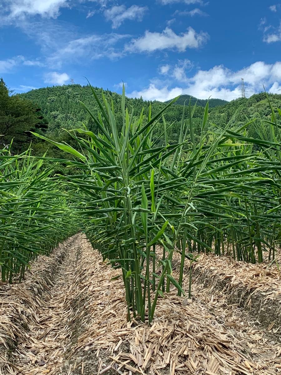 熊本県産　訳あり生姜　1kg