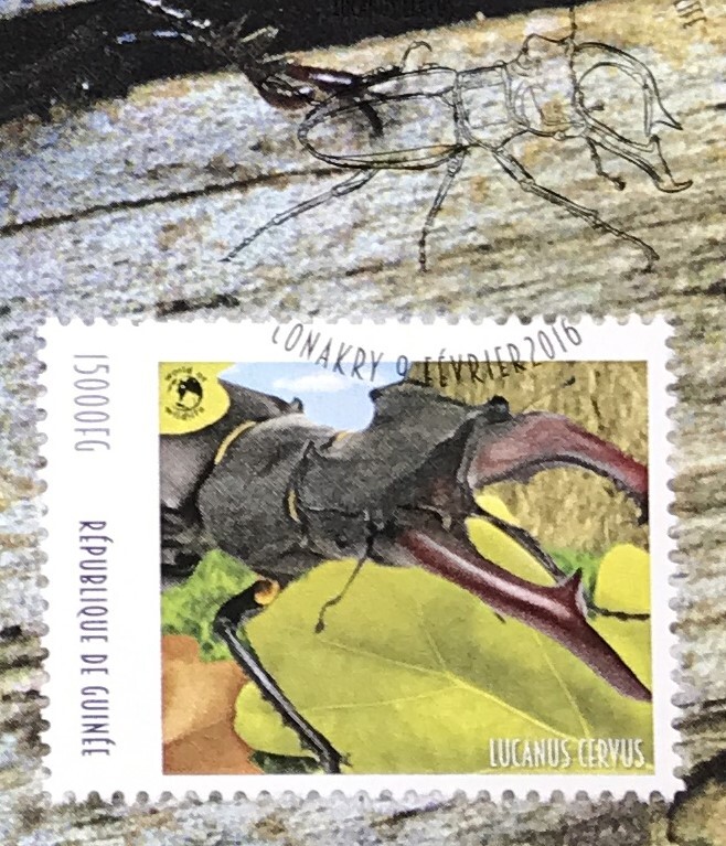 ginia2016 year? issue insect stag beetle stamp MC Maximum card 