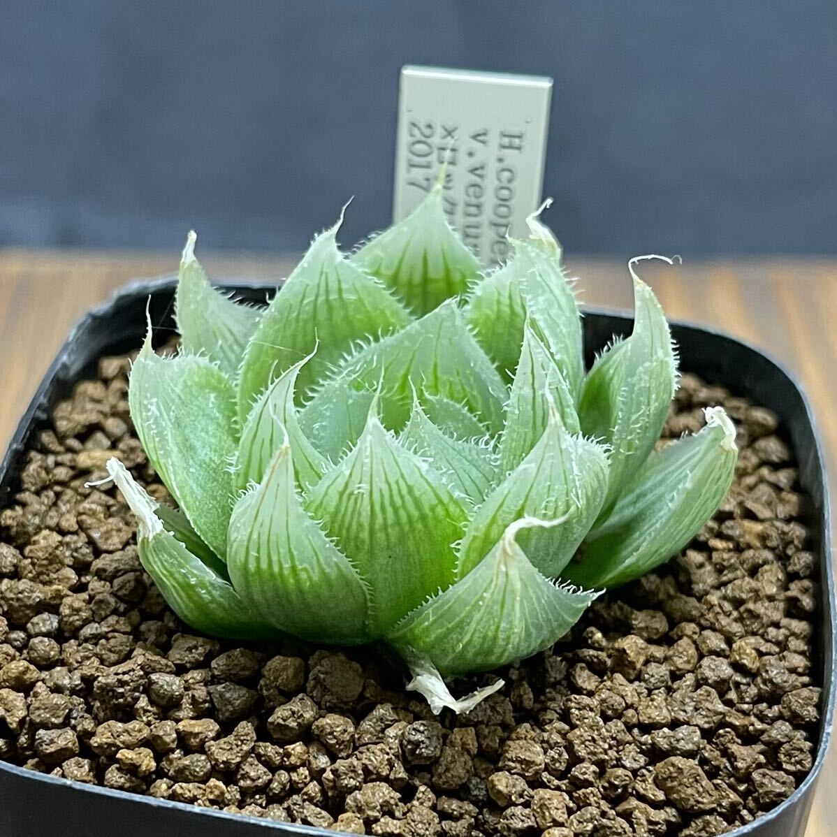 多肉植物　ハオルチア　H.cooperi v.venusta N1×ロックウッディー　2017 実生選抜　VR1_画像1