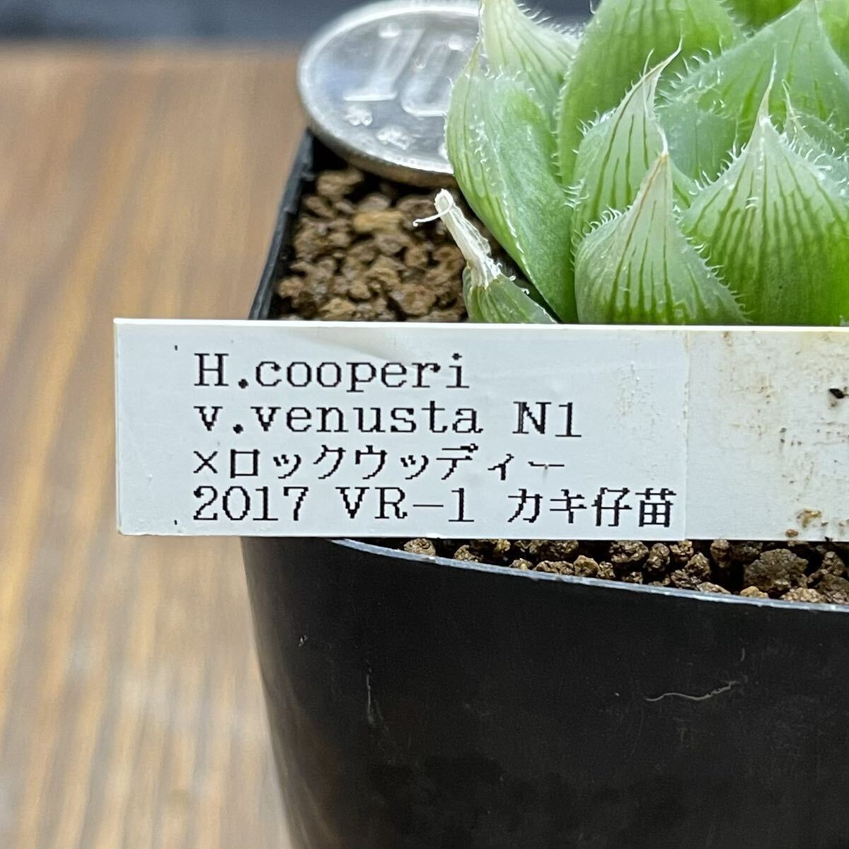 多肉植物　ハオルチア　H.cooperi v.venusta N1×ロックウッディー　2017 実生選抜　VR1_画像4