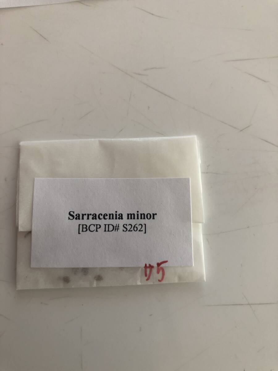 【輸入種子】サラセニア　ミノール　種子10粒　Sarracenia minor [BCP ID# S262]_サラセニアミノール種子