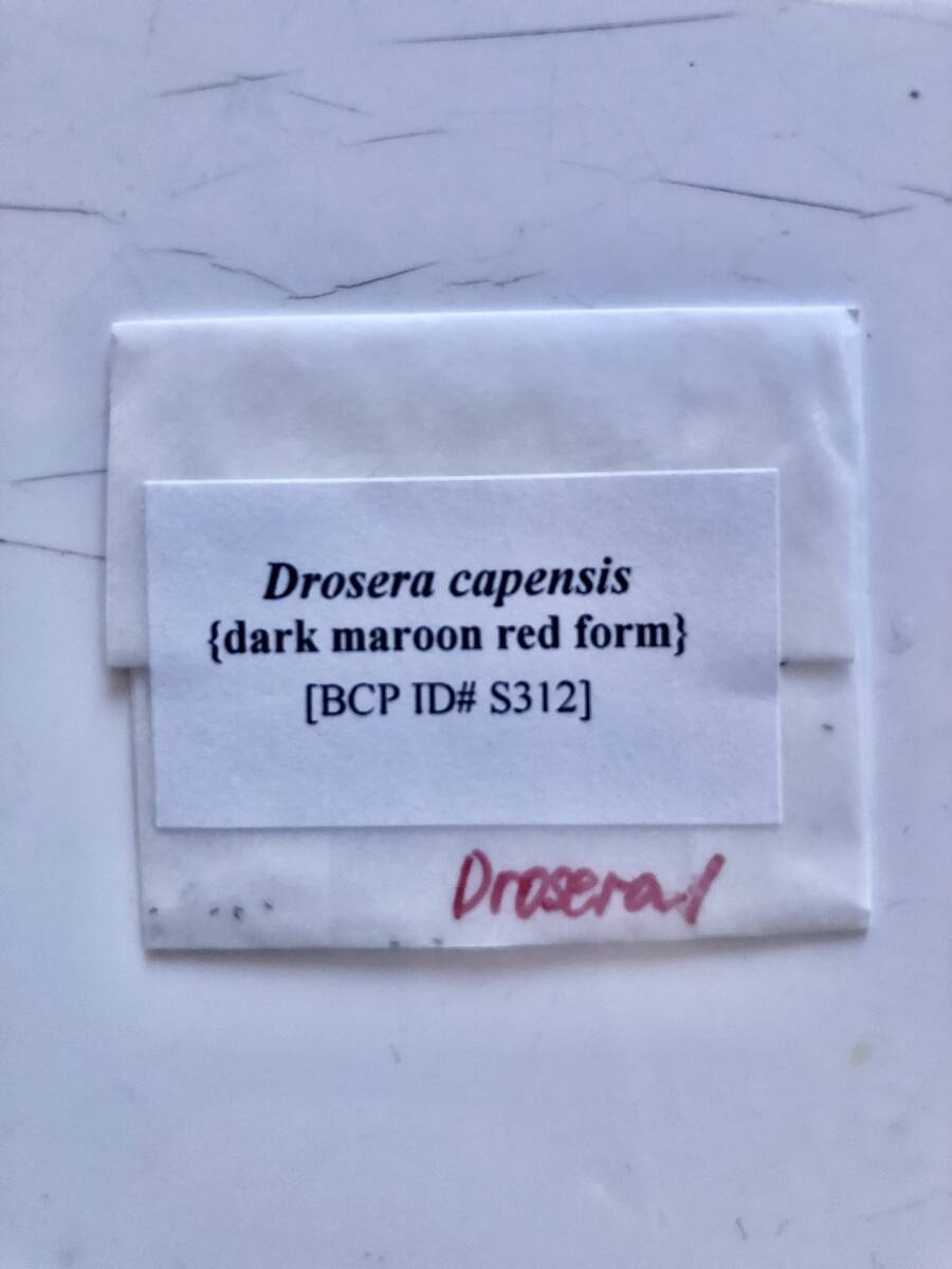【輸入種子】モウセンゴケ ドロセラ ダークマルーンレッド 種子10粒 Drosera capensis (dark maroon red form)(BCP ID#S312)の画像1