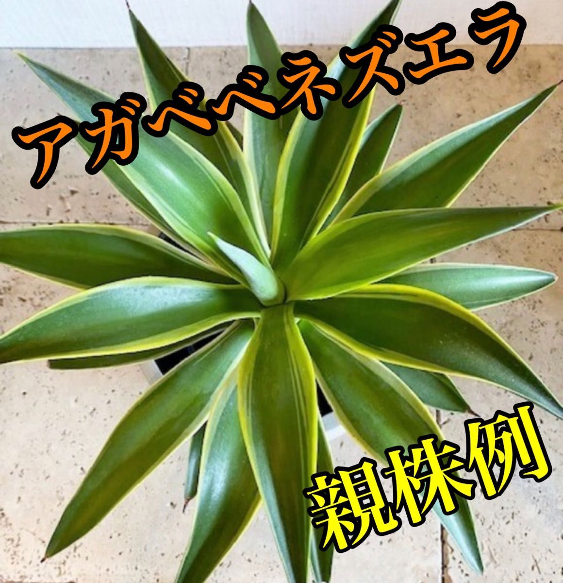 子株】アガベベネズエラ|Yahoo!フリマ(旧PayPayフリマ) 子株】アガベベネズエラ|Yahoo!フリマ(旧PayPayフリマ)