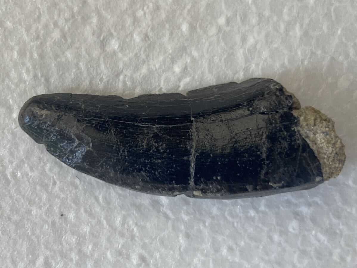 arosaurusmolison black! super rare kind 4 centimeter over. . body tooth fossil jula.tilanosaurus.yuta. production 