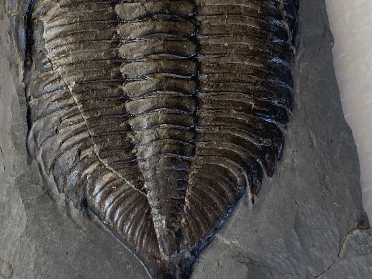 ダルマニテス ７センチオーバーの大型完全体個体 複眼あり！ 北米産シルル紀三葉虫 化石 ニューヨーク産の画像4