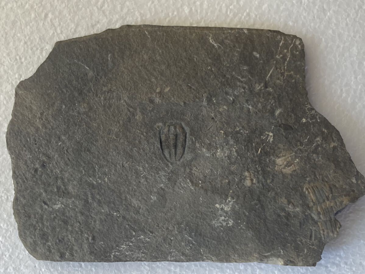 プティコパリア 腕足類や他種とのマルチプレート 北米産カンブリア紀三葉虫 化石 ネバダ州産の画像1