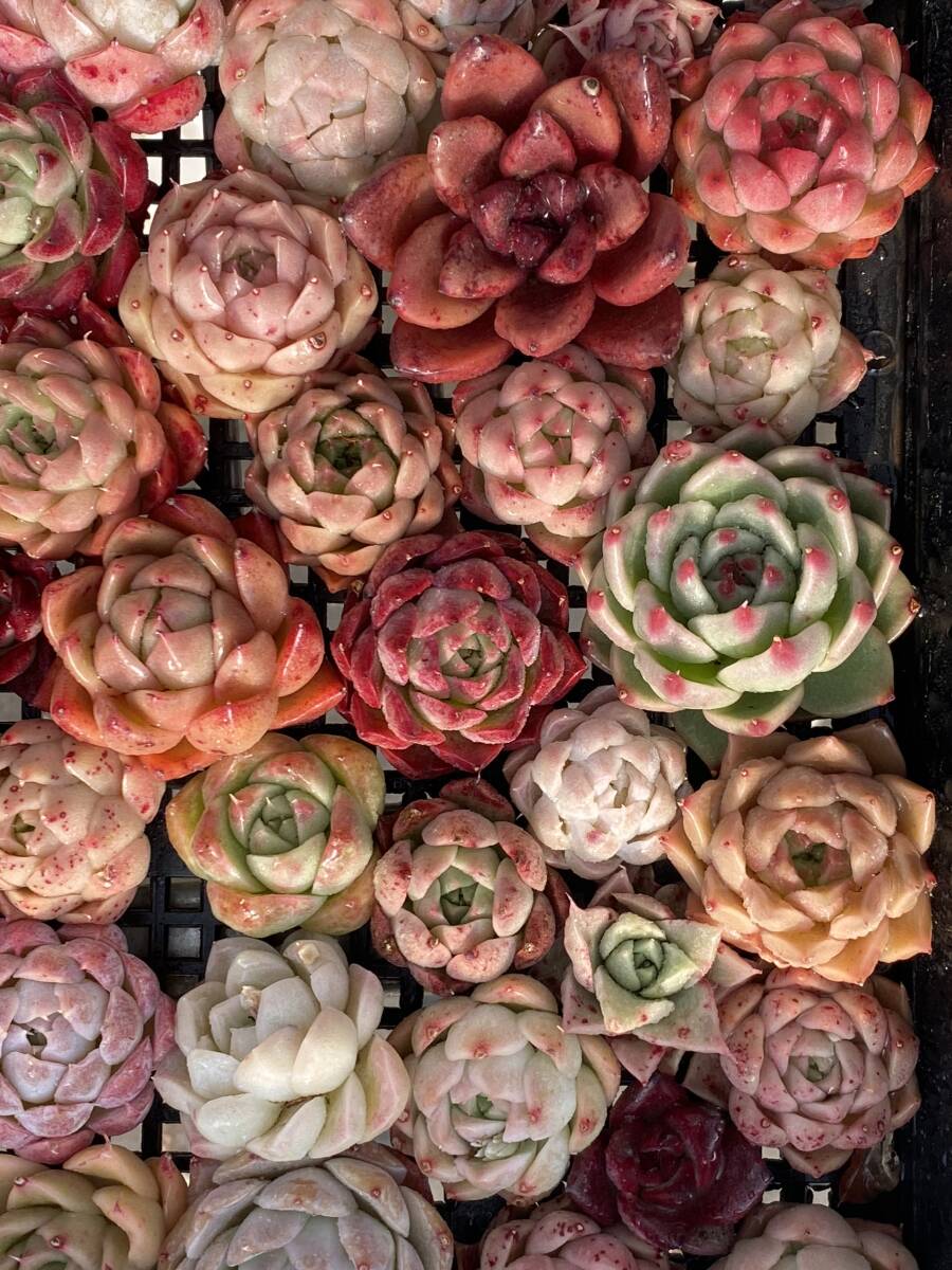 75株　V11　多肉植物 エケベリア属　Echeveria DC 　ベンケイソウ科　交雑種類　超美苗 サボテン 観葉植物 花 レア種_画像1