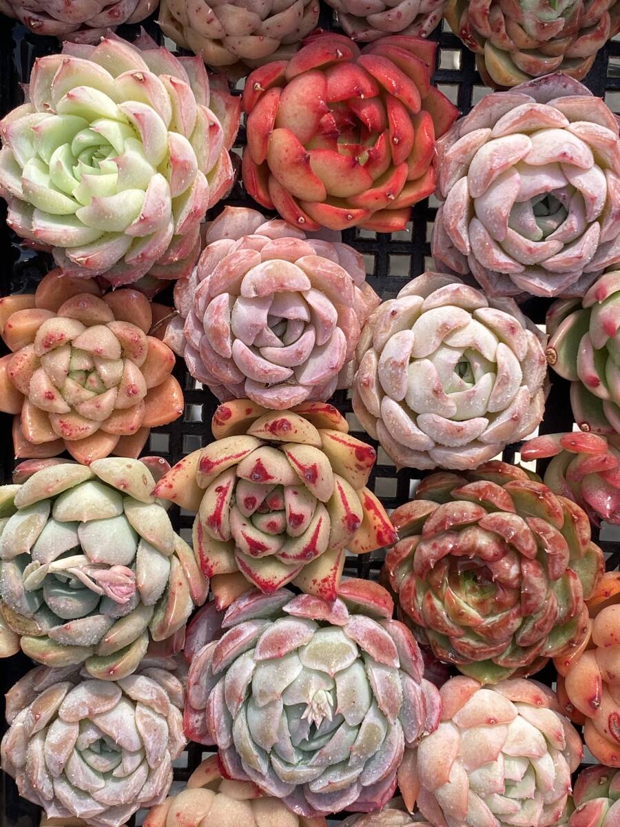 61株　V16　多肉植物 エケベリア属　Echeveria DC 　ベンケイソウ科　交雑種類　超美苗 サボテン 観葉植物 花 レア種_画像1