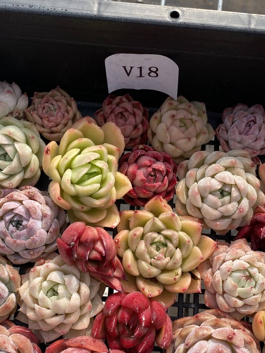 61株　V18　多肉植物 エケベリア属　Echeveria DC 　ベンケイソウ科　交雑種類　超美苗 サボテン 観葉植物 花 レア種_画像5