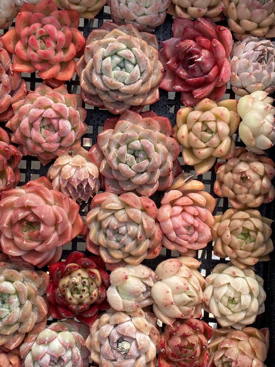 71株　V20　多肉植物 エケベリア属　Echeveria DC 　ベンケイソウ科　交雑種類　超美苗 サボテン 観葉植物 花 レア種_画像3