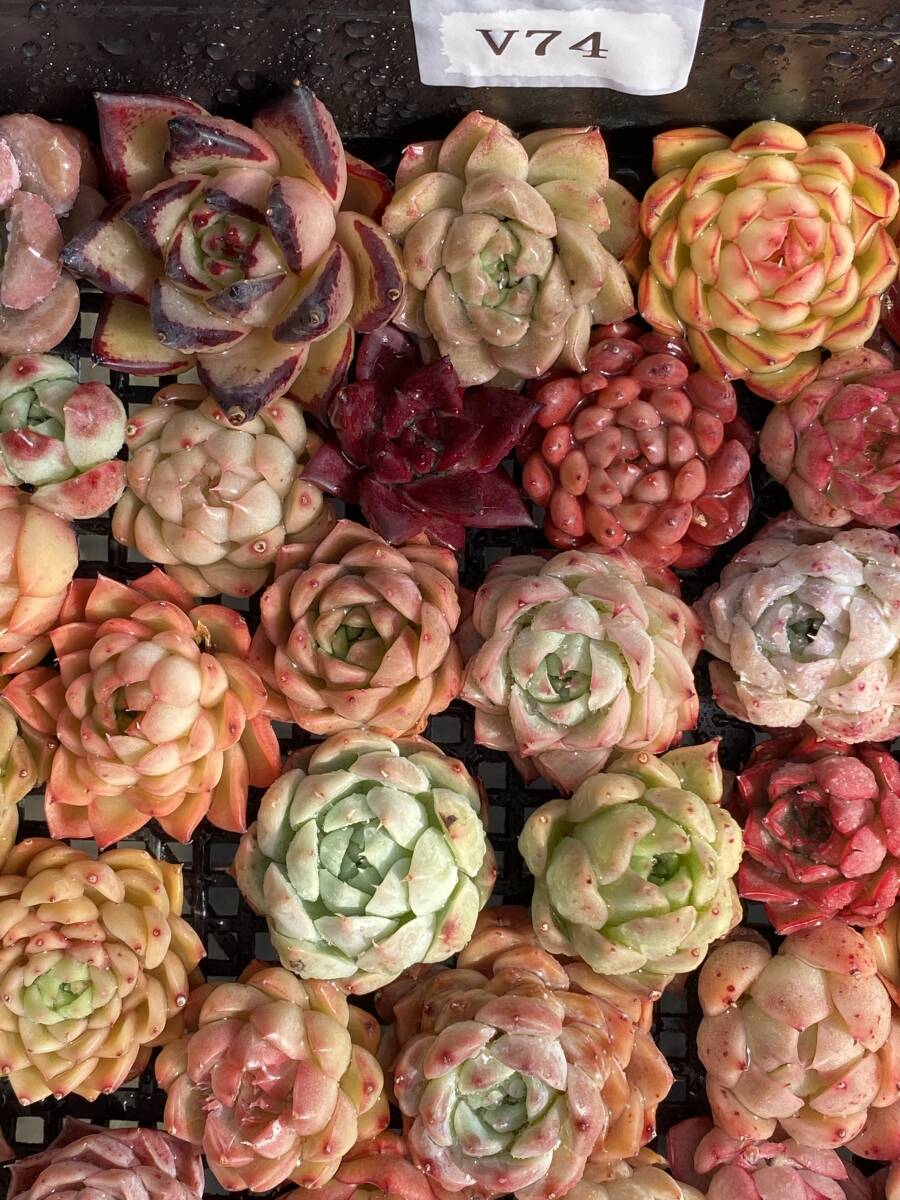 63株　V74　多肉植物 エケベリア属　Echeveria DC 　ベンケイソウ科　交雑種類　超美苗 サボテン 観葉植物 花 レア種_画像4