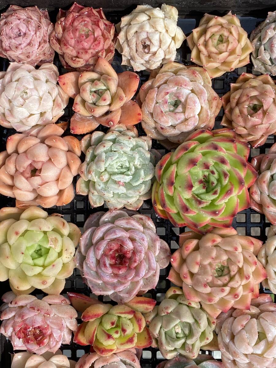 61株　V140　多肉植物 エケベリア属　Echeveria DC 　ベンケイソウ科　交雑種類　超美苗 サボテン 観葉植物 花 レア種_画像5