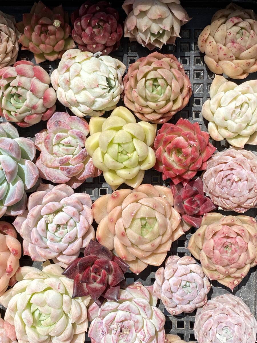 63株　V148　多肉植物 エケベリア属　Echeveria DC 　ベンケイソウ科　交雑種類　超美苗 サボテン 観葉植物 花 レア種_画像4