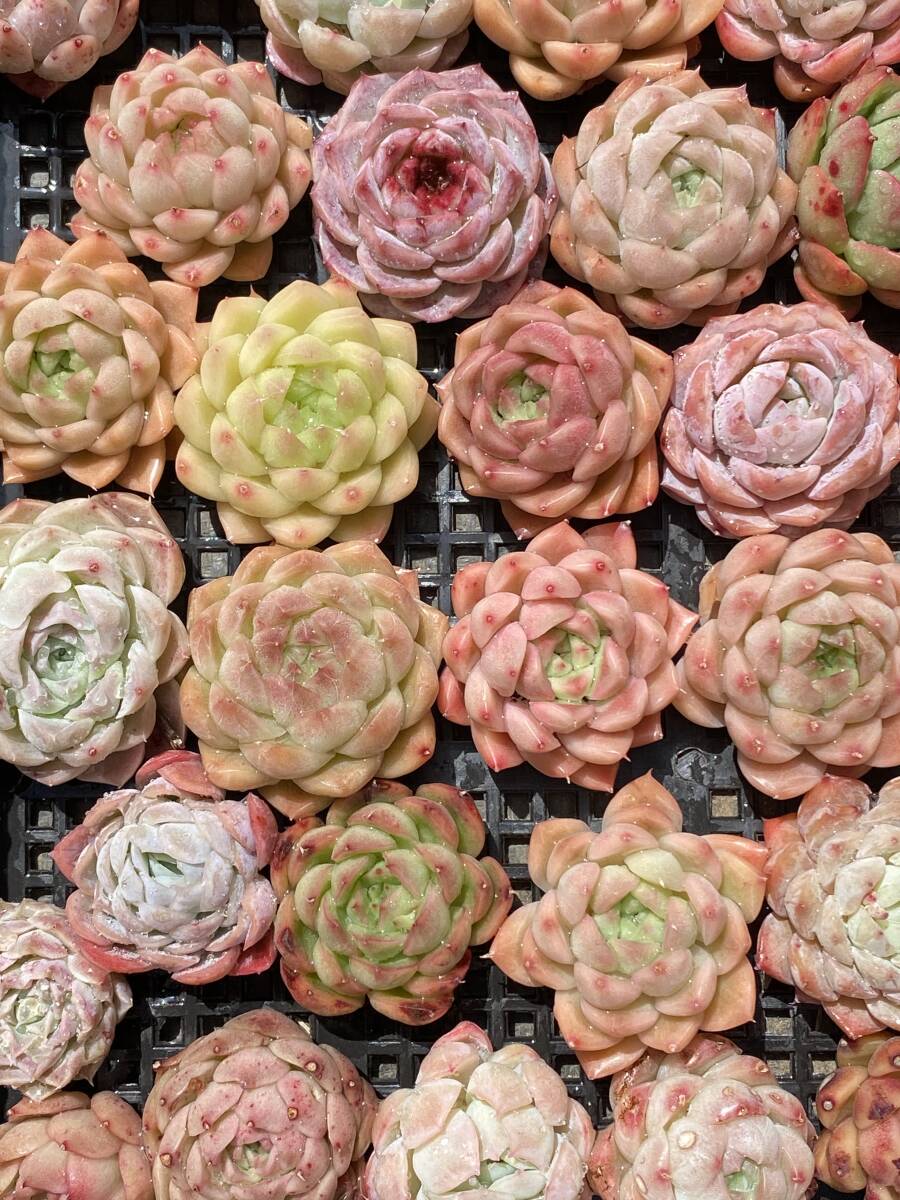 53株 V161 多肉植物 エケベリア属 Echeveria DC  ベンケイソウ科 交雑種類 超美苗 サボテン 観葉植物 花 レア種の画像2