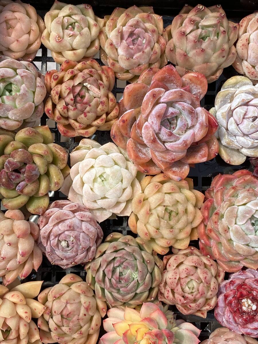 72株　V220　多肉植物 エケベリア属　Echeveria DC 　ベンケイソウ科　交雑種類　超美苗 サボテン 観葉植物 花 レア種_画像1