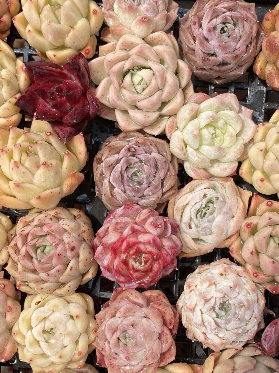 72株　V231　多肉植物 エケベリア属　Echeveria DC 　ベンケイソウ科　交雑種類　超美苗 サボテン 観葉植物 花 レア種_画像1