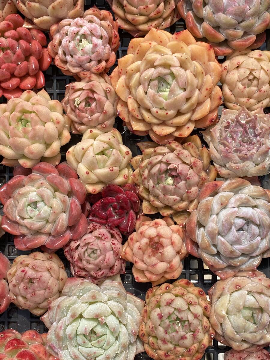 64株　V241　多肉植物 エケベリア属　Echeveria DC 　ベンケイソウ科　交雑種類　超美苗 サボテン 観葉植物 花 レア種_画像4