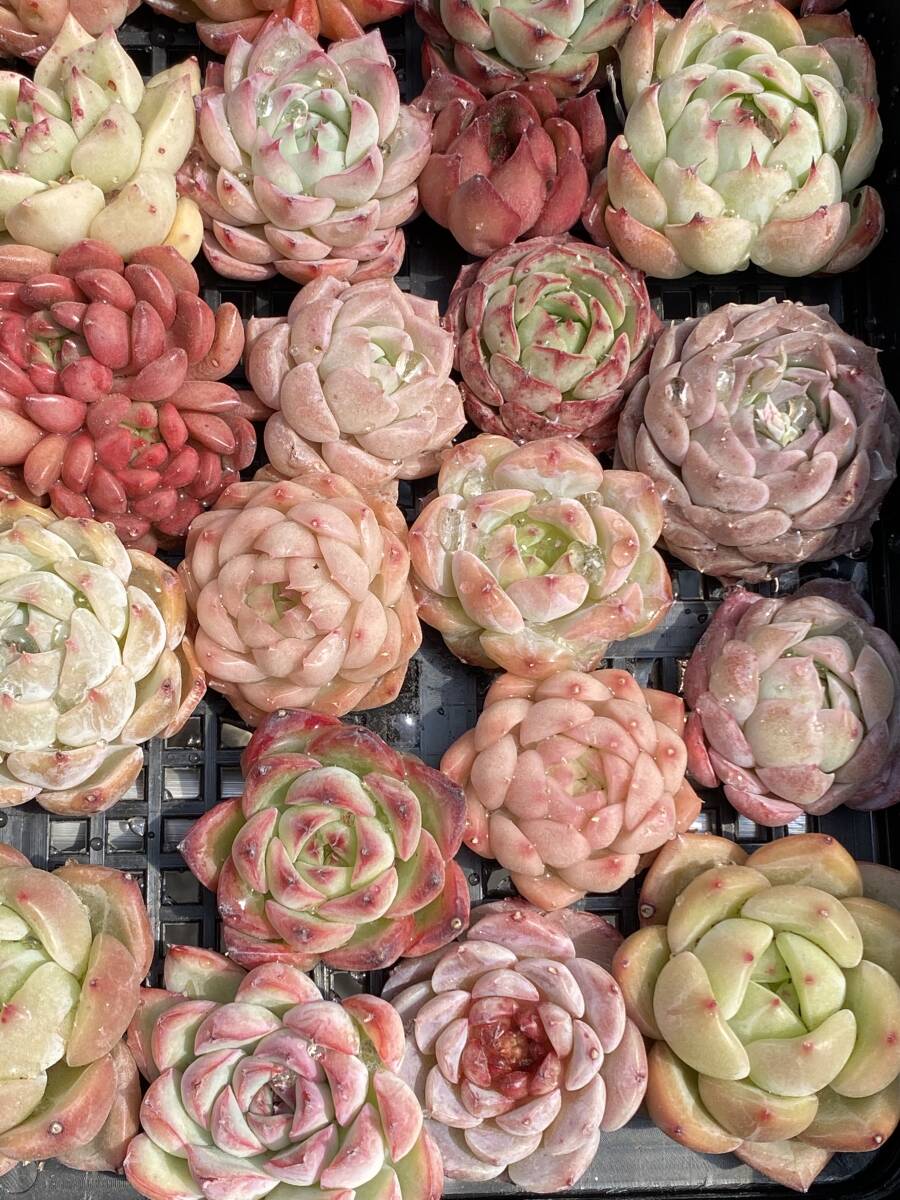 59株　W158株 多肉植物 エケベリア属　Echeveria DC 　ベンケイソウ科　交雑種類　超美苗 サボテン 観葉植物 花 レア種59株セット_画像3