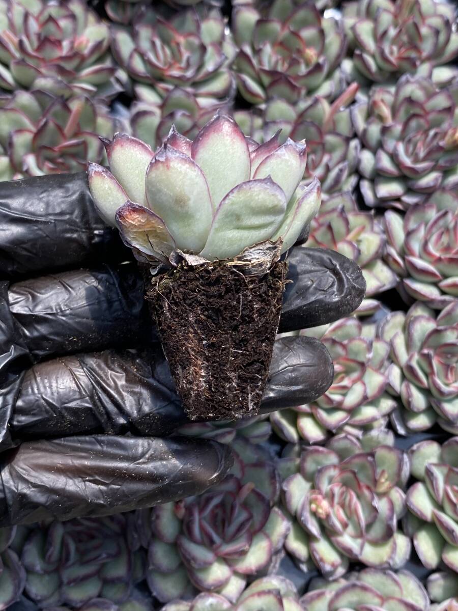 105株 W12-4多肉植物 エケベリア霊隠し超美苗 サボテン 観葉植物 花 園芸　レア種 土と根付きで_画像2