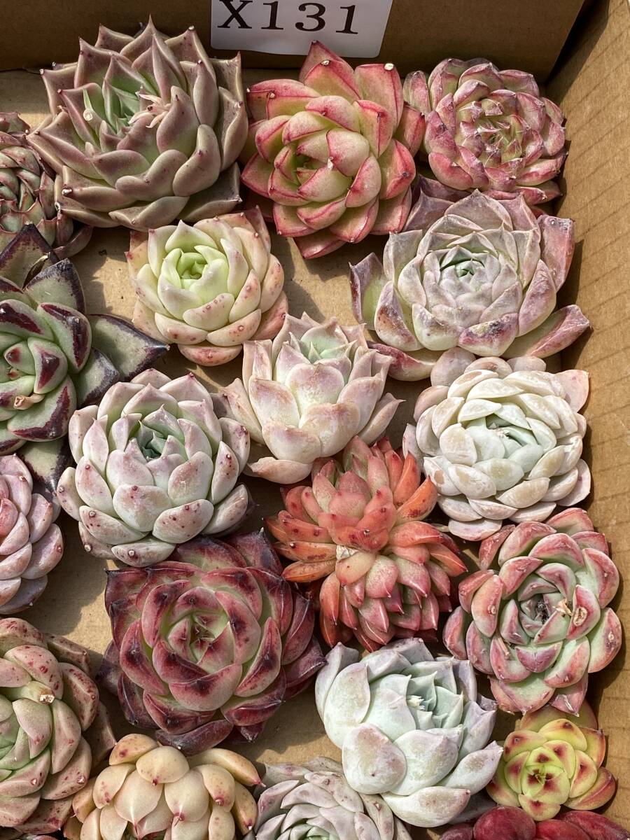 36株 X131 多肉植物 エケベリア属 Echeveria DC  ベンケイソウ科 交雑種類 超美苗 サボテン 観葉植物 花 レア種 の画像4