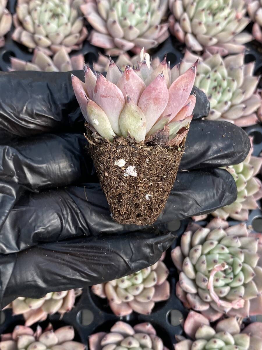 105株 X5-2多肉植物 エケベリア  緑色の爪超美苗 サボテン 観葉植物 花 園芸 レア種 土と根付きでの画像2