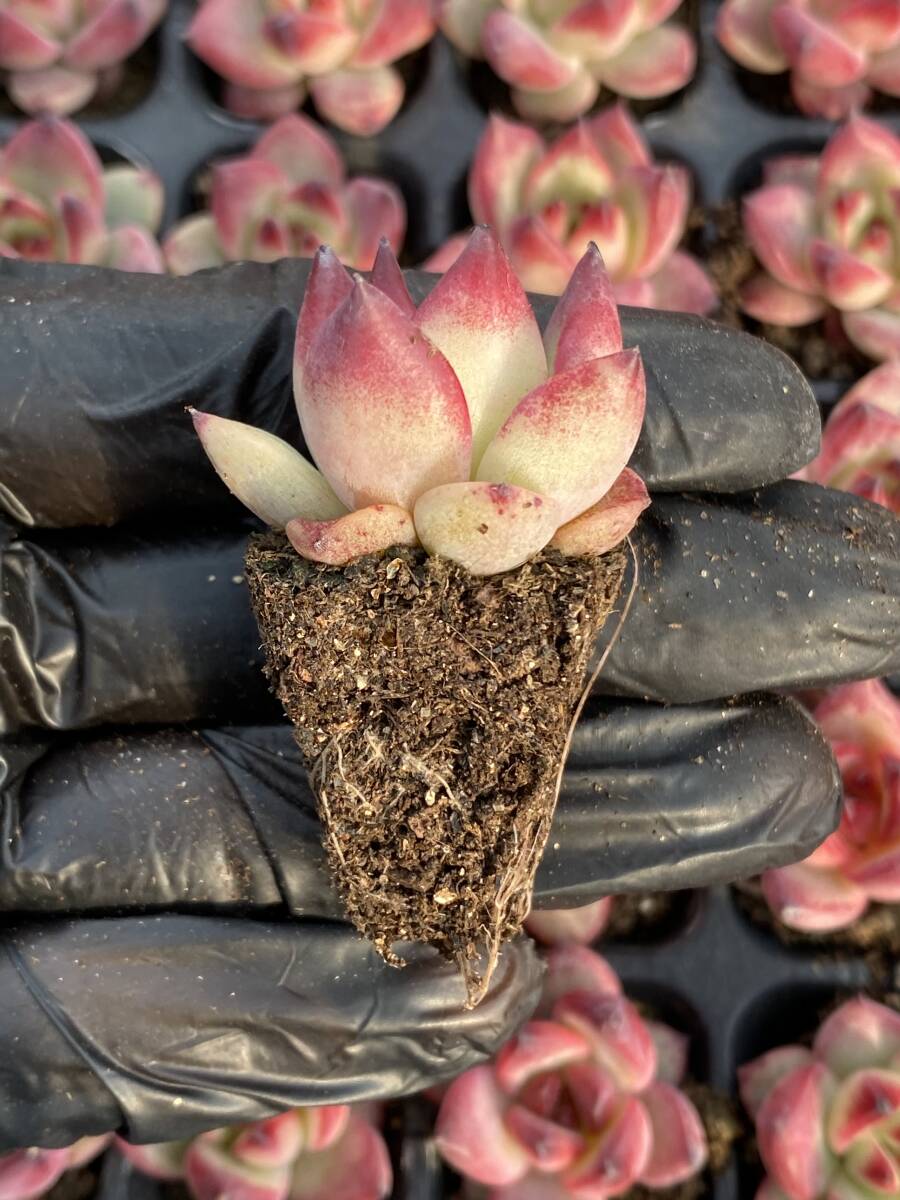 128株 X58-2多肉植物 エケベリア アンジェラ超美苗 サボテン 観葉植物 花 園芸 レア種 土と根付きでの画像2