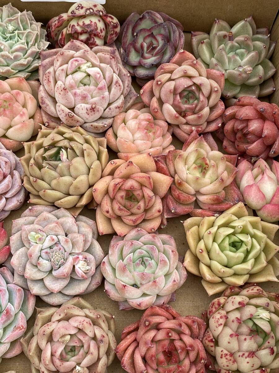  43株 X239 多肉植物 エケベリア属 Echeveria DC  ベンケイソウ科 交雑種類 超美苗 サボテン 観葉植物 花 レア種の画像4