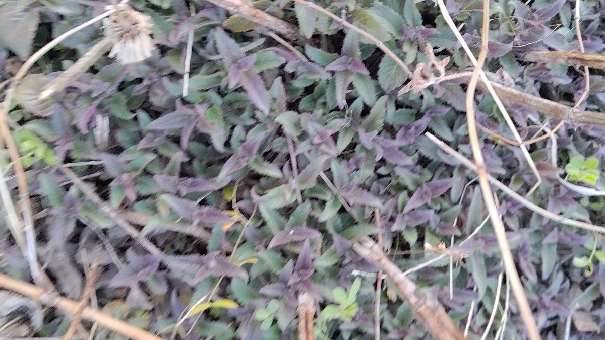 モナルダパープル苗うどんこ病強耐性モナルダ紫 病気に強い品種で放置栽培OK新芽いっぱい土付き発送ベルガモット ハーブ タイマツソウ