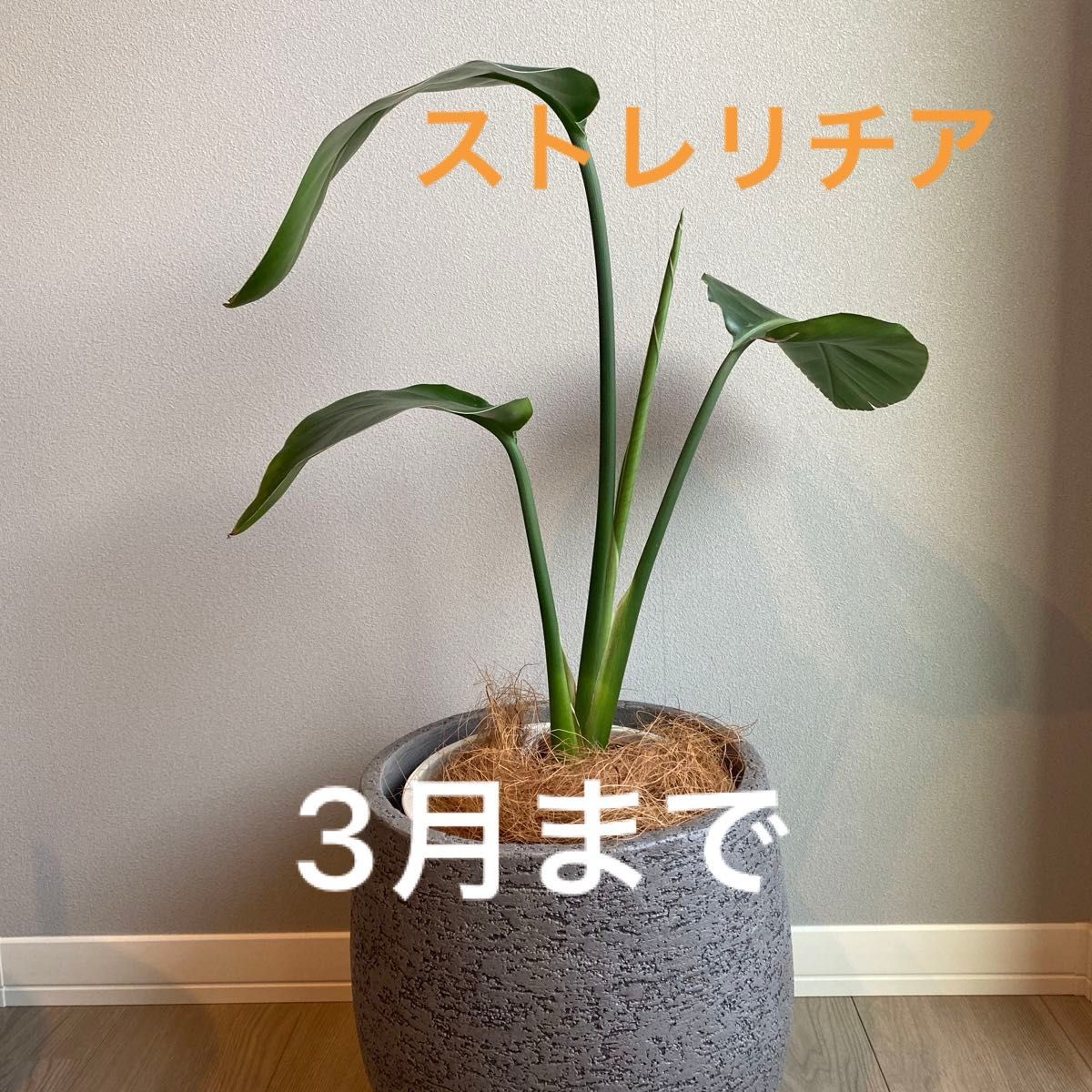 【スピード配送】そのまま飾れる観葉植物 ストレリチアレギネ 7号鉢 オーガスタ